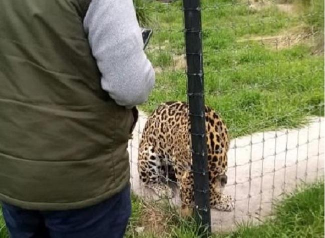 Descubren a 201 felinos con maltrato en ‘santuario’ de la CDMX