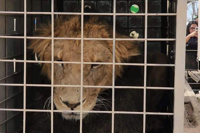Más de 100 animales son evacuados de Culiacán por la inseguridad 