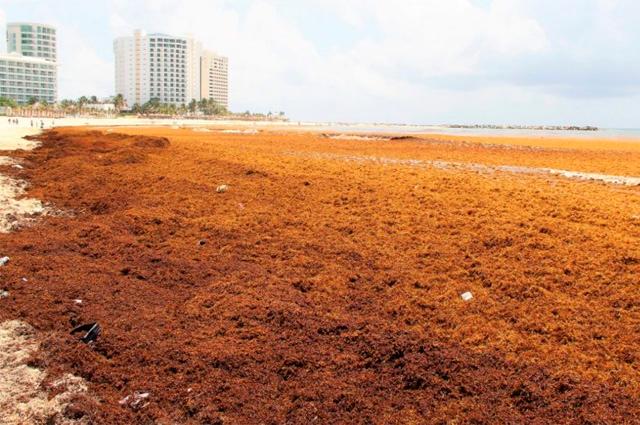 Playas del Caribe mexicano empiezan a recibir sargazo 