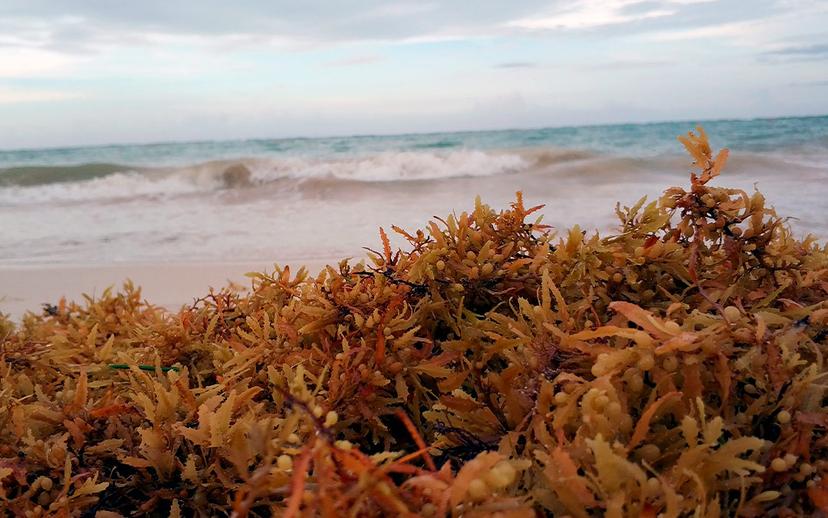Sargazo invade playas de Quintana Roo esta semana santa