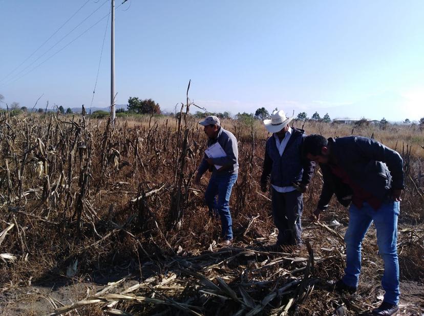 Sequías afectan cultivos en Cañada Morelos, Palmar de Bravo y Esperanza