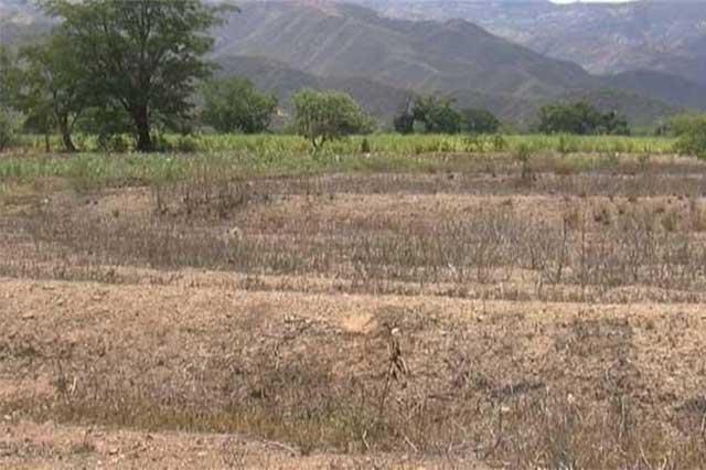 Sequía afectó 30 mil hectáreas en la Mixteca de Puebla