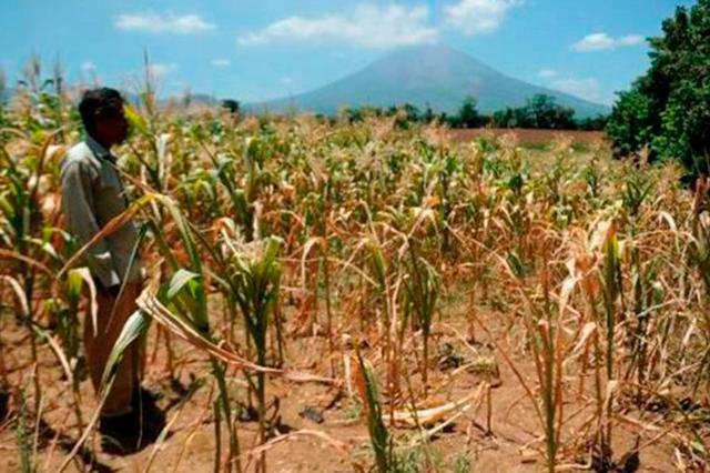 Sequías pueden dañar 83.94 por ciento de la producción agropecuaria de Puebla