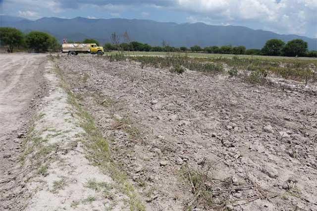 Afecta canícula campos de cultivo en Atlixco 