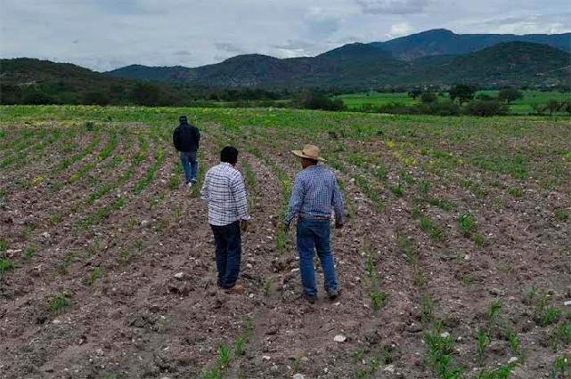 Productores de Atlixco también acusan a VW por falta de lluvia