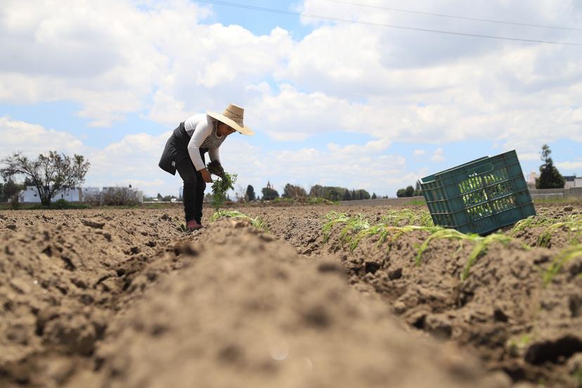 Registró sequía 56% del territorio nacional en 2023