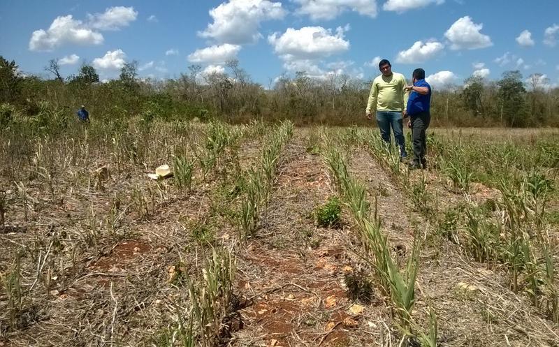 Pierden 30 ha de cultivo en juntas auxiliares de Atlixco