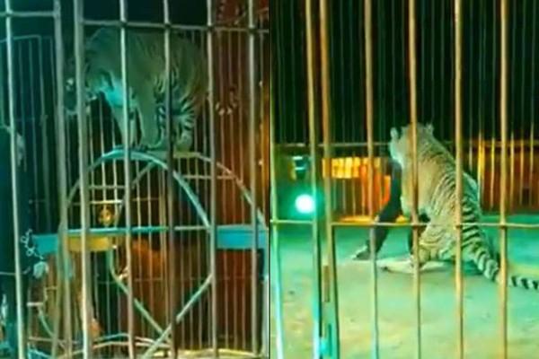 VIDEO Tigre de bengala ataca a su domador