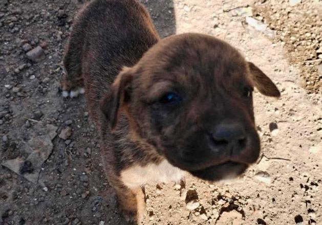 Abandonan a camada de cachorros en Atlixco