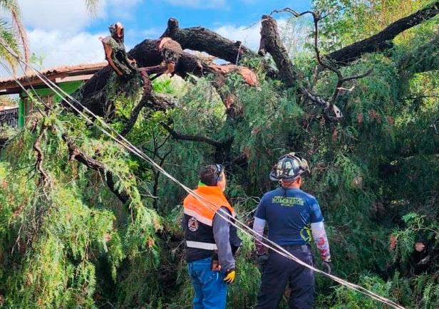 Otro árbol colapsa por lluvias en Atlixco