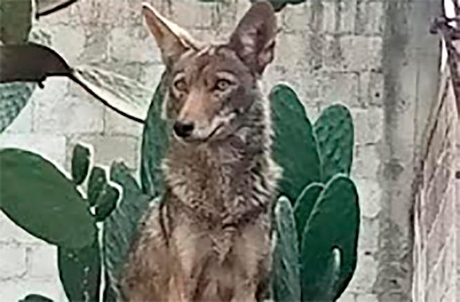 Presencia de coyote moviliza a cuerpos de seguridad en Tecamachalco