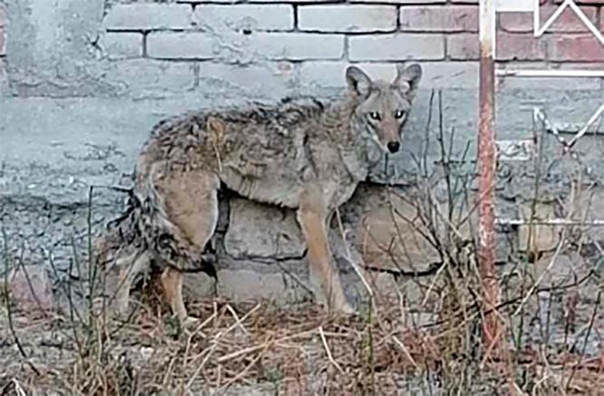 Continúan la búsqueda del coyote domesticado Chucho en Tehuacán