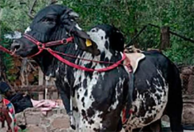 Roban toro y pony de rancho en Tlacotepec de Benito Juárez