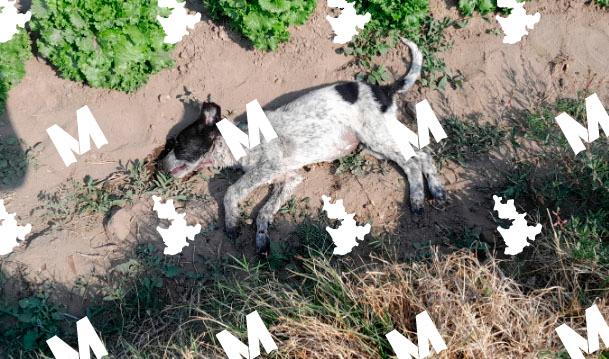 Vecinos de Texmelucan denuncian el envenenamiento de perros en Tecatlzingo