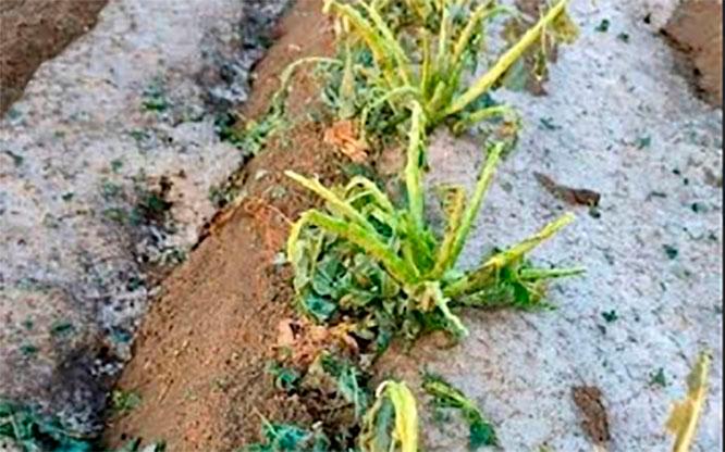 Granizada en municipios poblanos deja afectaciones en el campo 