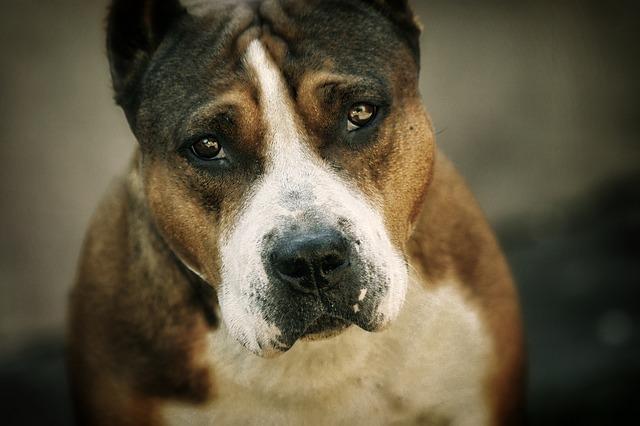 Hacen que pitbull testifique contra su dueño