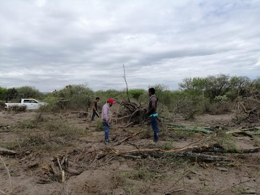 Derriban flora endémica en Reserva de la Biósfera para lotificar