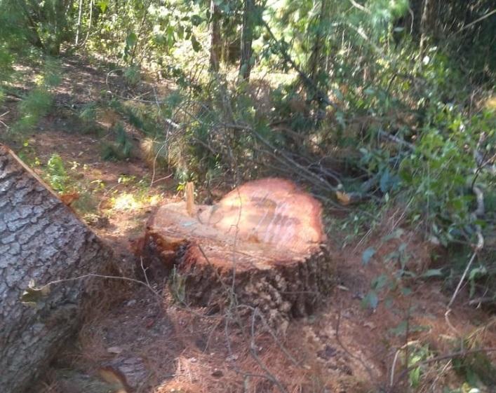 En Teotlalcingo continua la tala clandestina, y nadie interviene