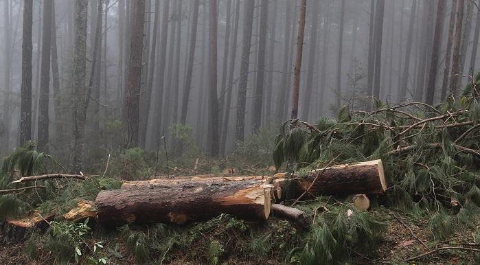 Diputados locales piden preservar zonas forestales