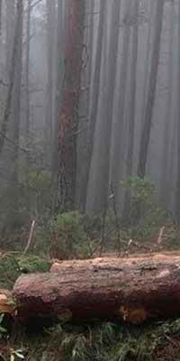 Tala ilegal arrasa con la mitad del bosque de Ahuazotepec