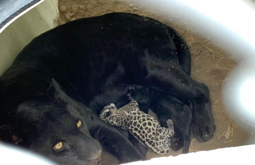 Nacen dos crías de Jaguar en el Parque Tangamanga de San Luis