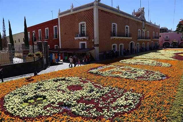 Utilizarán 49 mil plantas en el tapete monumental por el día de muertos en Atlixco