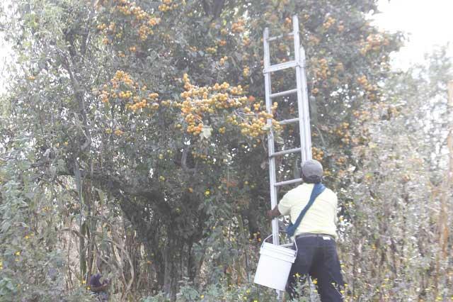 Estado no paga pérdida del 70 % del tejocote producido en Chiautzingo