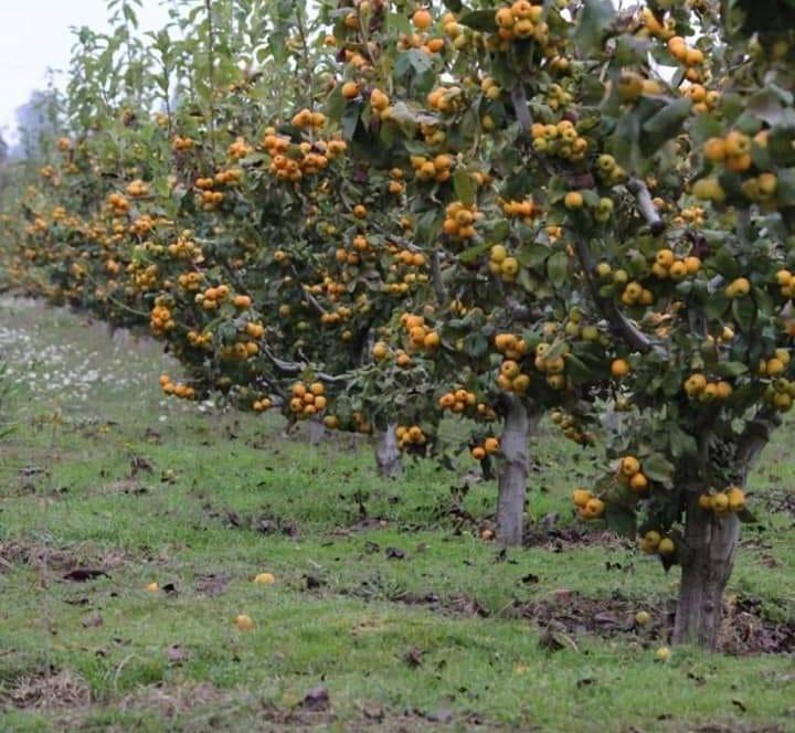 Pandemia provocó pérdidas a productores de tejocote en El Verde