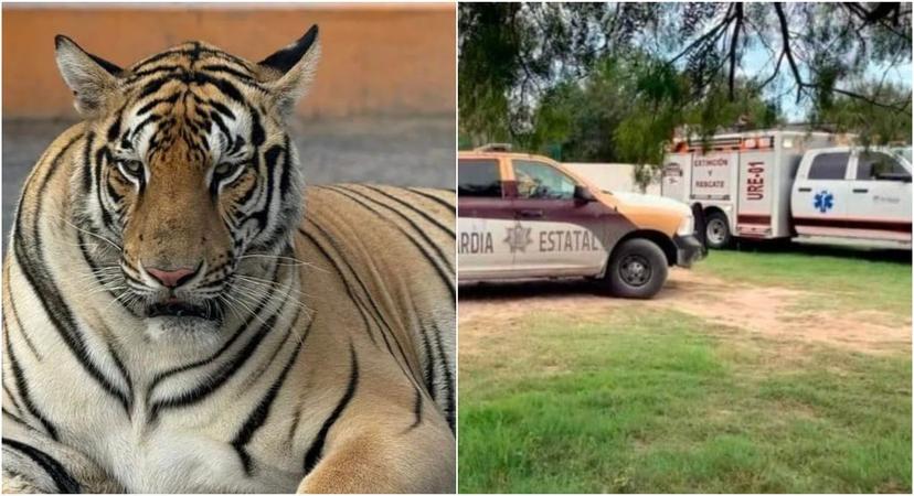 Se escapa de un zoológico de Reynosa un tigre siberiano