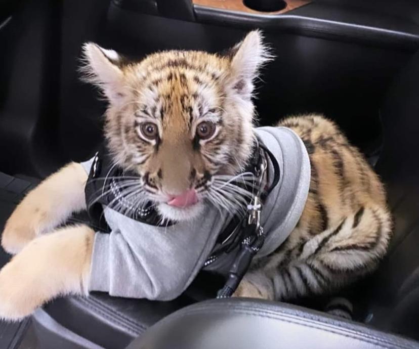 Pasea mujer un tigre de bengala como mascota en centro comercial