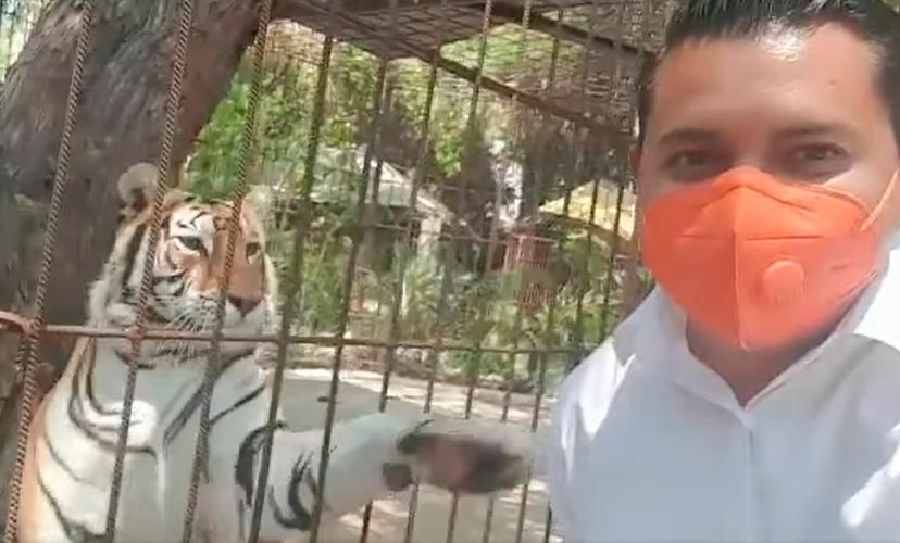 VIDEO Tigre da zarpazo a candidato de MC a la alcaldía de Tehuacán