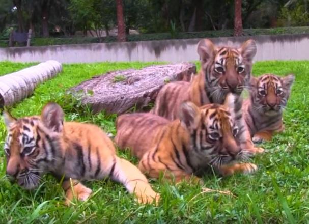 Conoce a los cachorros de tigre del zoológico de Guadalajara