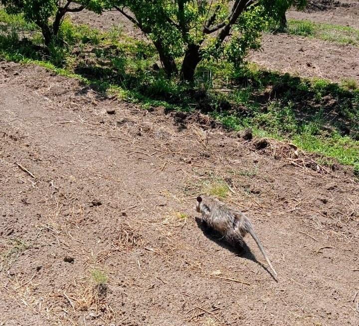 Rescatan en el municipio de Huejotzingo a tlacuache