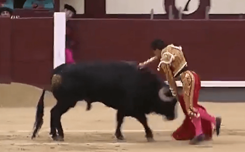 VIDEO Torero Gonzalo Caballero recibe fuerte cornada en la ingle