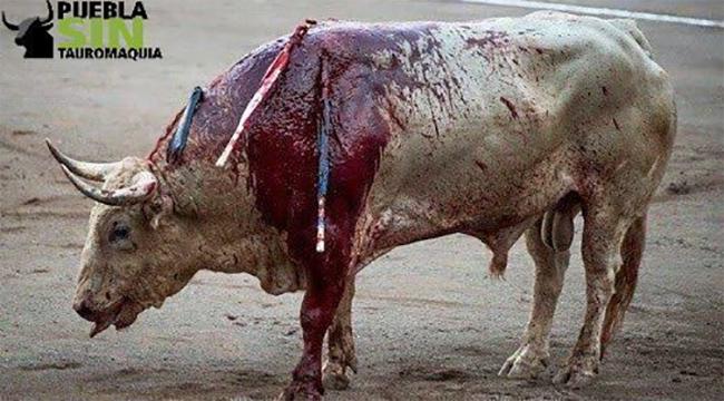 Defensores de animales en Puebla acusan amenazas por oponerse a corridas de toros 