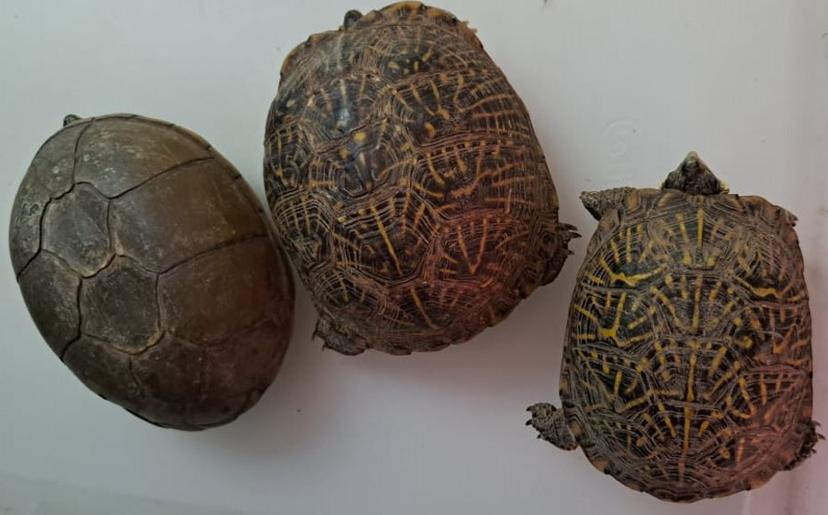 Guardia Nacional rescata tortugas enviadas por paquetería desde Chihuahua