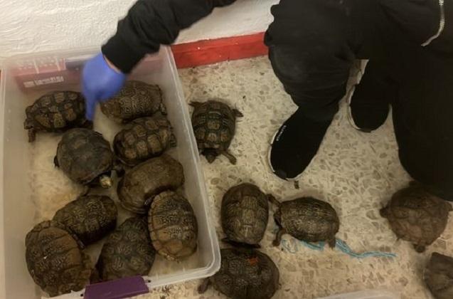 Tortugas halladas en la Amozoc-Perote son especies protegidas: GN