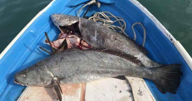 Cae asiático, líder de banda traficante de totoaba en México
