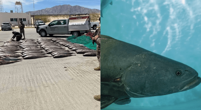 En Baja California, desmantelan red ilegal de pesca y venta de totoabas 