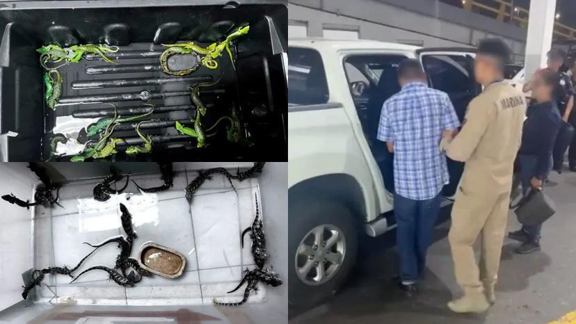 Detienen a hombre en el AICM que pretendía traficar 299 reptiles y arácnidos 