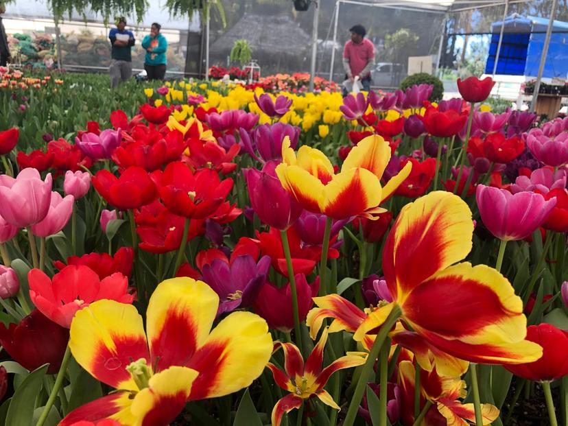 Listos 100 mil tulipanes de Atlixco para Dia del Amor y la Amistad