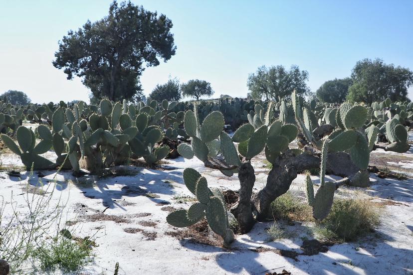 Pérdidas de 80% en producción de nopal y tuna deja granizada en Acatzingo