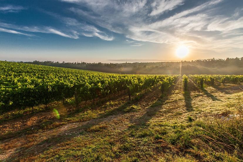 Por falta de servicios técnicos el campo perdió 20 MMDP