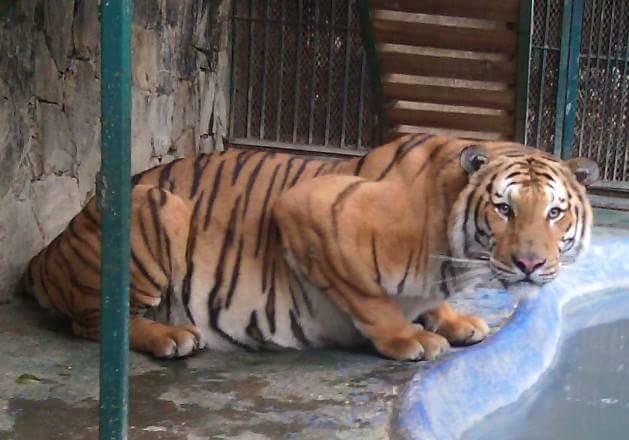 Reduce 90% reproducción de felinos en UMA de Tehuacán