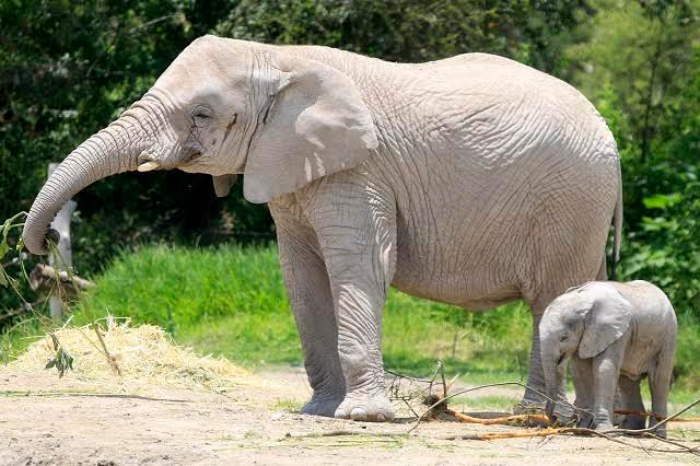 Nace elefante africano en instalaciones de Africam Safari