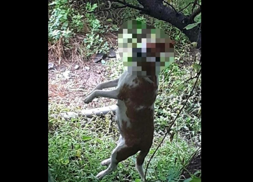 Buscan a sujetos que colgaron a perro de un árbol en cerro de Atlixco