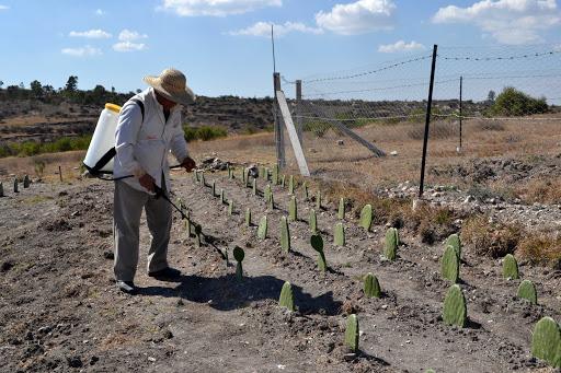 Al alza los precios al productor, su mayor nivel en un año