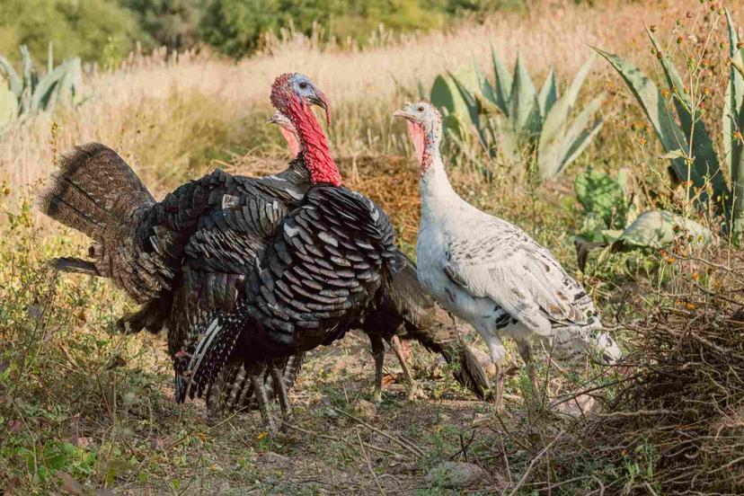 El pavo, un alimento lleno de historia 