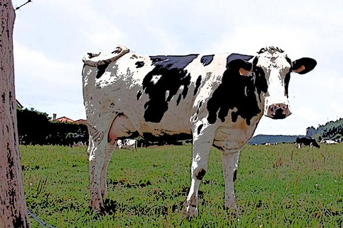 Niños casi son linchados por robarse una vaca en Texmelucan