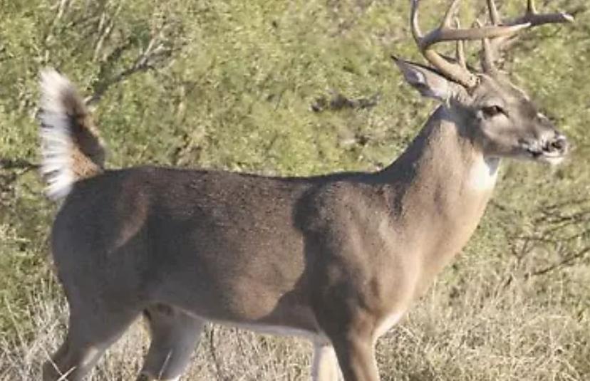 Pobladores de la Mixteca buscan luchar contra caza ilícita de venados